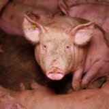 VGT antwortet Schweinefabrikslobby VÖS: 92 % der Menschen wollen Stroh für Schweine 