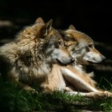 Der Wolf braucht unsere Hilfe!  – Petition