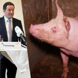 VGT-Aktion: "Totschnig" Schnitzel-essend neben Vollspalten-Schwein