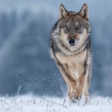 Vorarlberg will harmlosen Wolf, der sich in Wohngebiet verlaufen hat, einfach abknallen