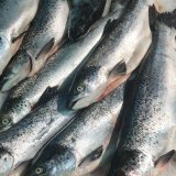 Fischfabrik in Gmünd: 1.842 Lachse sollen jeden Tag getötet werden