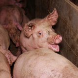Landwirtschaftskammer NÖ vergisst: Schweinehaltung in Österreich die Mieseste der EU
