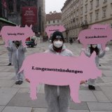 VGT-Aktion: Pappschweine gegen Tierleid auf Vollspaltenboden 