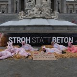 Zum Valentinstag fordern Tierschützer­:innen Stroh für Schweine vor dem Parlament