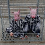 VGT drängt auf baldige Lösung: wann kommt Verbot des Schweine-Vollspaltenbodens?