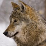 Kärnten: 9 abgeschossene Wölfe, keiner davon hat Mensch oder Nutztier bedroht!