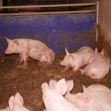Kein physisch angenehmer Liegebereich – Schweine-Vollspaltenbetriebe ignorieren Gesetz