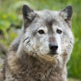 Wölfe in Kärnten: Teure Rechtsbrüche statt Herdenschutz