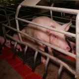 VGT legt nach: Nun auch Zucht von Schweinemäster aufgedeckt