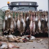 Massaker an Oster-Glücksbringern: 100.000 Hasen pro Jahr erschossen