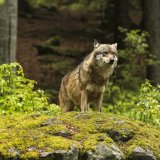Bürgermeister Suntinger erzählt von 50 illegalen Wolfsabschüssen: VGT erstattet Anzeige