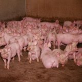 VGT deckt auf: grauenhafte Zustände für Schweine auf „strukturiertem“ Vollspaltenboden 
