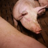 VGT-Anzeige gegen Vollspalten-Schweinefabrik Mistelbach: kein angenehmer Liegebereich