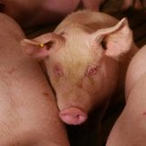 Nach Aufdeckung Schweine-Vollspaltenfabrik: „Verstöße nur im üblichen Rahmen“