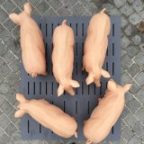 VGT präsentiert die „ÖVP-Lösung“ zum Schweine-Vollspaltenboden vor Parlament