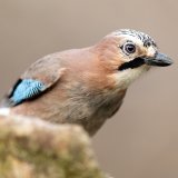 Petition gegen Vogelabschussverordnung von Volksbegehren „Für ein Bundes-Jagdgesetz“ eingereicht