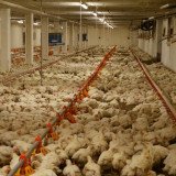 Antibiotikaresistenz: Europäisches Hühnerfleisch im Test
