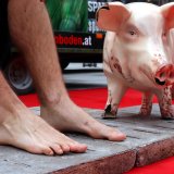 24 Stunden auf Schweine-Vollspaltenboden in Klagenfurt