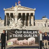 Zur Nationalratswahl: momentan 2 Schweine-Vollspaltenboden Demos bundesweit pro Tag