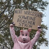 Sondierungsgespräche Regierung: VGT erinnert an Vollspaltenboden Schweine