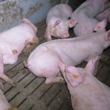 VGT zeigt Vollspalten-Schweinefabrik an: kein physisch angenehmer Liegebereich