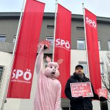 Hält die SPÖ ihr Versprechen? – verpflichtende Einstreu statt Schweine-Vollspaltenboden!