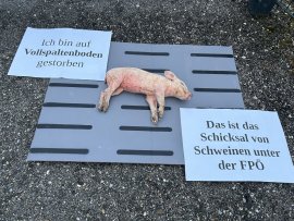 Ferkel 2