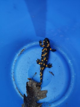 Feuersalamander