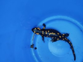 Feuersalamander