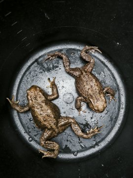 Erdkröten