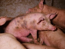 Schwein auf Vollspaltenboden