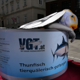 VGT-Fischschutzaktion: Thunfischfang ist Tierquälerei