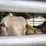 Pest der kleinen Wiederkäuer nahe Österreich aufgetreten