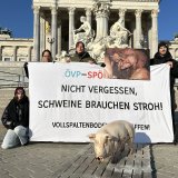 VGT appelliert an SPÖ und ÖVP, die Schweine auf Vollspaltenboden nicht zu vergessen