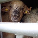 Tiertransporte: Pest der kleinen Wiederkäuer erstmals in Österreich aufgetreten