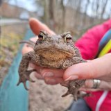 Erste Regennacht bringt Froschsegen