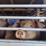 Baden: Schweine stundenlang illegal in Tiertransporter abgestellt 