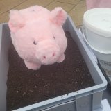 Einladung: VGT zeigt Schweine-Gülle aus Vollspaltenhaltung neben Humus aus Strohhaltung