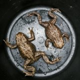 VGT rettet sterbende Krötenpopulation im Wienerwald