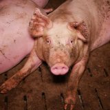 VGT fordert: kein Cent Steuergeld für den Schweine-Vollspaltenboden!