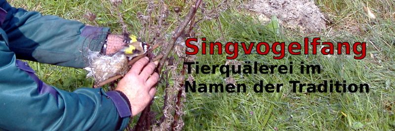 Singvogelfang in Österreich