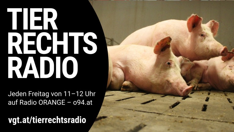 Sendungsbild für: Großer Schweinereport 2012: Skandalöse Zustände