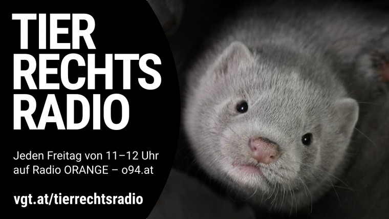Sendungsbild für: 20 Jahre Tierschutzaktivismus in Österreich