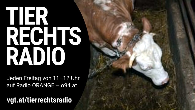 Sendungsbild für: Dramatische Rettung angeketteter Rinder im Waldviertel