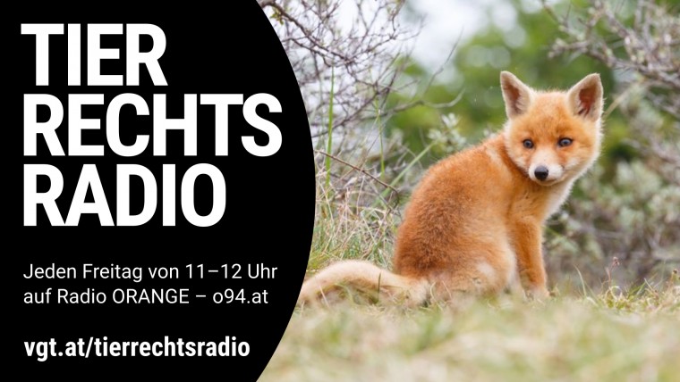Sendungsbild für: Verbot der Fuchsjagd in Luxemburg