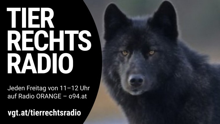Sendungsbild für: Die Geschichte von Wolf Romeo, ein Wildtier, das sich freiwillig Menschen anschloss