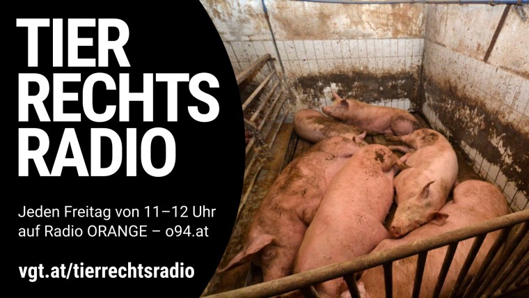 Sendungsbild für: Schweineskandal in Kärnten