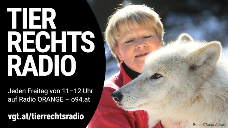 Sendungsbild für: Wölfe in Österreich – Gespräch mit Elli Radinger