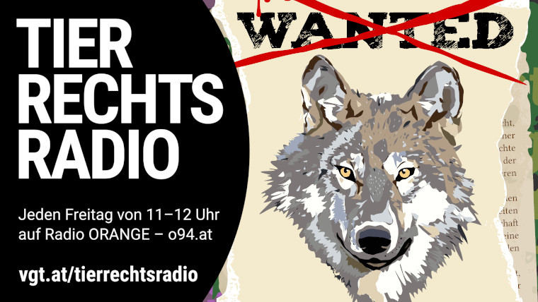 Sendungsbild für: Die Rückkehr des Wolfes nach Österreich