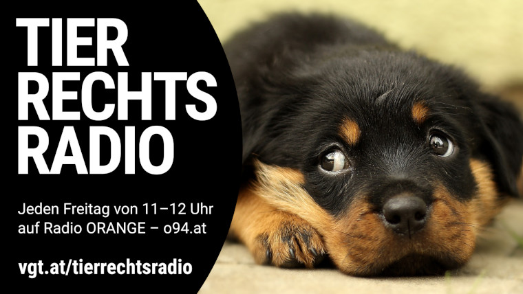 Sendungsbild für: Zusätzliche Beschränkungen für <q>Listenhunde</q> in Wien